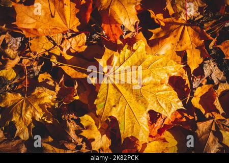 Le foglie di acero d'autunno gialle giacciono su terra nera nei raggi del sole che tramonta. Foto Stock