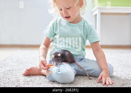 la bambina cute gioca con un ratto sul tappeto nel soggiorno a casa. Cura degli animali domestici. Foto Stock