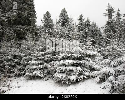 Paesaggio invernale. Alberi di Natale e alberi nella neve. Foresta coperta di neve. Foto Stock