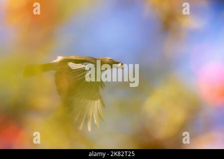 Jay eurasiatico (Garrulus glandarius) con ghianda nel suo becco che vola dietro gli alberi in splendido colore autunnale, Yorkshire, Regno Unito Foto Stock