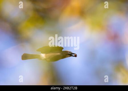 Jay eurasiatico (Garrulus glandarius) con ghianda nel suo becco che vola dietro gli alberi in splendido colore autunnale, Yorkshire, Regno Unito Foto Stock