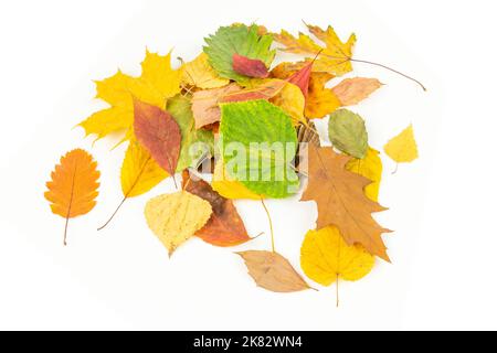 Pile colorate di foglie autunnali su sfondo bianco Foto Stock