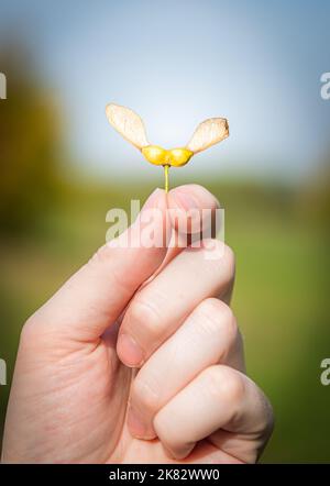 Mano con semi di acero foto Foto Stock