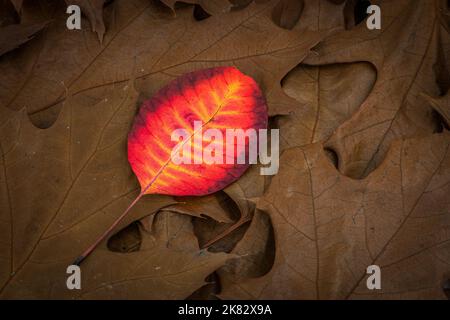 Sfondo colorato foto foglia autunno - la differenza e il concetto di standing out of crowd Foto Stock