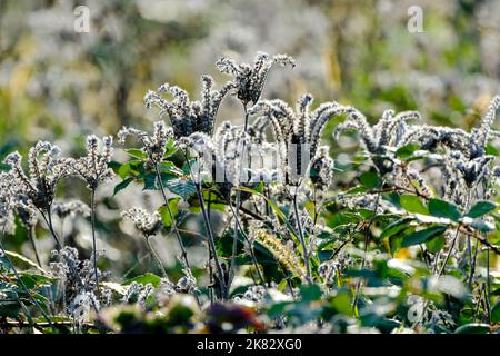 DEU, Deutschland, Germania, Rheinland-Pfalz, Puenderich, 11.10.2022: Verbluehte Bluetenstaende der Phacelia mit Samen neben einem Weinberg in Puenderic Foto Stock