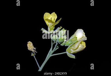 Primo piano della fioritura del razzo selvatico (eruca vescicaria o sativa) Foto Stock