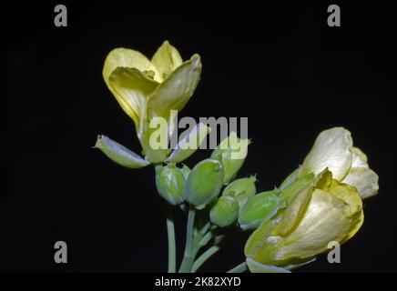 Primo piano della fioritura del razzo selvatico (eruca vescicaria o sativa) Foto Stock