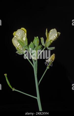 Primo piano della fioritura del razzo selvatico (eruca vescicaria o sativa) Foto Stock