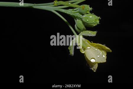 Primo piano della fioritura del razzo selvatico (eruca vescicaria o sativa) Foto Stock