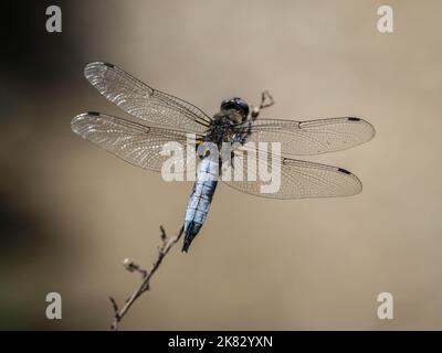 Singolo il chaser scarso (nome latino: Libellula fulva) nella Serbia occidentale Foto Stock