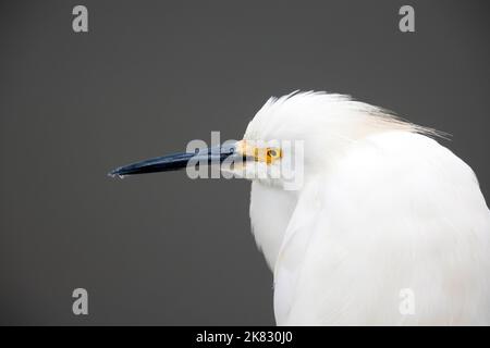 Snowy Garzetta ritratto Foto Stock