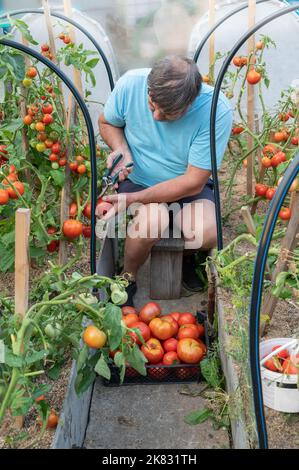 Un vecchio coltivatore di 70 anni sta raccogliendo i pomodori nei letti. Mani dell'agricoltore hanno tagliato i pomodori con cesoie di potatura. Pomodori appena raccolti in mano Foto Stock