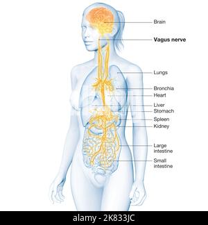 3D illustrazione che mostra il cervello attivo e il nervo vagale energetico (decimo nervo cranico o CN X) Foto Stock