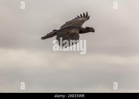 Corvo a punghie (Corvus crassirostris) nelle montagne di Simien, Etiopia Foto Stock