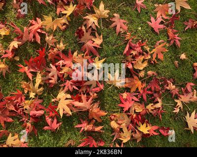 Primo piano di foglie colorate in autunno caduto sul prato. Foto Stock
