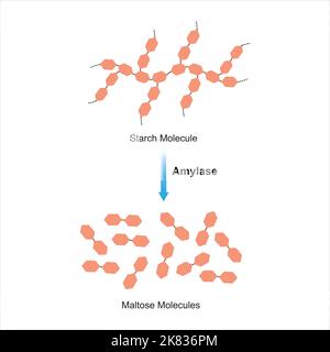 Progettazione scientifica di digestione dell'amido. Effetto dell'enzima amilasi sulla molecola di amido. Maltosio formazione di zucchero. Illustrazione vettoriale. Illustrazione Vettoriale