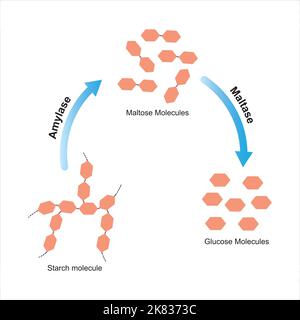 Progettazione scientifica di digestione dell'amido. Gli enzimi amilasi e maltasi agiscono sulla molecola di amido. Illustrazione vettoriale. Illustrazione Vettoriale