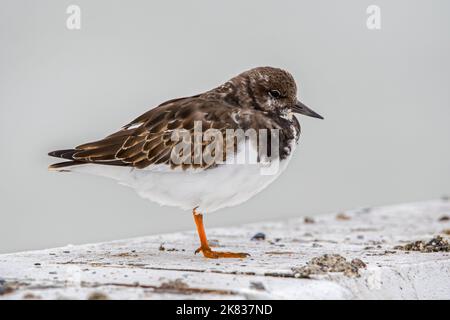 Ruddy turnstone (Arenaria interpres) in piume non-breeding che riposa sulla ringhiera del molo lungo la costa del Mare del Nord in autunno / autunno Foto Stock