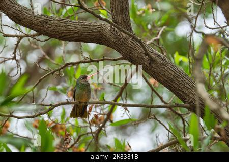 Fuoco selettivo di un uccello esotico seduto su un ramo ad albero Foto Stock