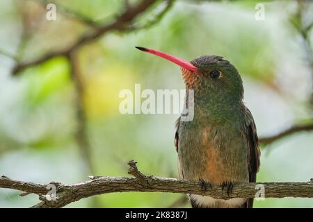 Fuoco selettivo di un uccello esotico seduto su un ramo ad albero Foto Stock