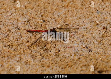 Macro fotografia di un drgonfly: Focalizzazione sull'insetto con sfondo sfocato. In estate su una spiaggia di sabbia sotto il sole. Foto Stock