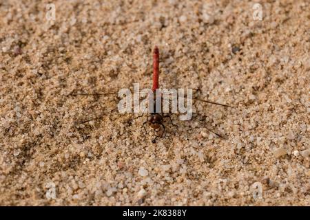 Macro fotografia di un drgonfly: Focalizzazione sull'insetto con sfondo sfocato. In estate su una spiaggia di sabbia sotto il sole. Foto Stock