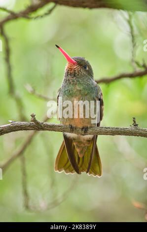 Fuoco selettivo di un uccello esotico seduto su un ramo ad albero Foto Stock