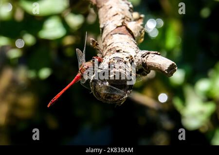 Macro fotografia di un drgonfly: Focalizzazione sull'insetto con sfondo sfocato. In estate su una spiaggia di sabbia sotto il sole. Foto Stock