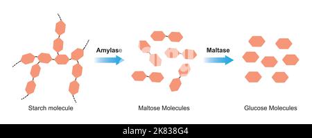 Progettazione scientifica di digestione dell'amido. Gli enzimi amilasi e maltasi agiscono sulla molecola di amido. Illustrazione vettoriale. Illustrazione Vettoriale