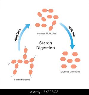 Progettazione scientifica di digestione dell'amido. Gli enzimi amilasi e maltasi agiscono sulla molecola di amido. Illustrazione vettoriale. Illustrazione Vettoriale