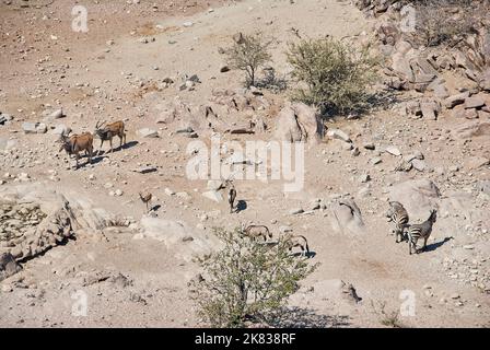 Animali africani che si raccolgono in un buco d'acqua nell'ambiente secco della Namibia settentrionale Foto Stock