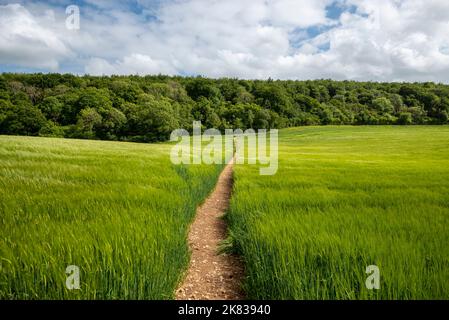 Sentiero attraverso un campo verde, diritto pubblico di strada. Foto Stock