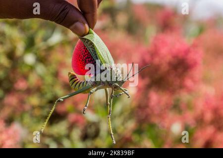 Locusta verde dell'alga conosciuta anche come grasshopper africano del cespuglio (Phymateus viridipes) nelle montagne di Simien, Etiopia Foto Stock