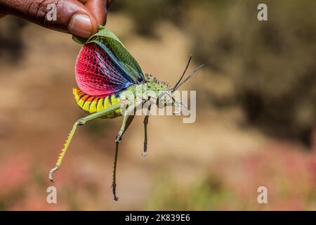 Grasshopper africano (Phymateus) in montagna di Simien, Etiopia Foto Stock