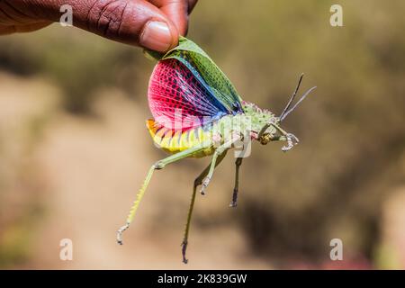 Grasshopper africano (Phymateus) in montagna di Simien, Etiopia Foto Stock