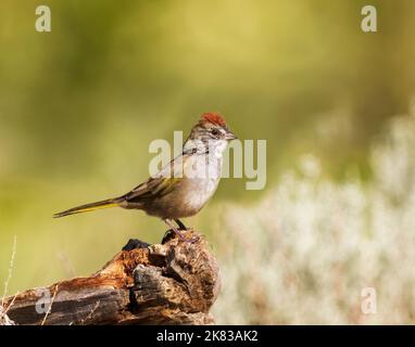 Un towhee dalla coda verde nel Wyoming Foto Stock