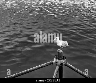 Un gabbiano è appollaiato su un montante di metallo arrugginito. Al montante sono fissati tre bracci tubolari. Foglie cadute galleggiano nell'acqua. Foto Stock