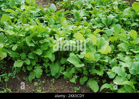 Concime verde, siderates. Germogli giovani crescono nel campo. Fertilizzante organico. Messa a fuoco selettiva Foto Stock