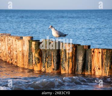 Gabbiano seduto su un frangiflutti di legno alla luce del sole tramontare. Gabbiano isolato su uno sfondo sfocato. Vista sul mare. Foto Stock