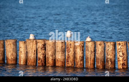 Gabbiano seduto su un frangiflutti di legno alla luce del sole tramontare. Gabbiano isolato su uno sfondo sfocato. Vista sul mare. Foto Stock