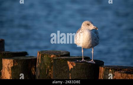 Gabbiano seduto su un frangiflutti di legno alla luce del sole tramontare. Gabbiano isolato su uno sfondo sfocato. Vista sul mare. Foto Stock