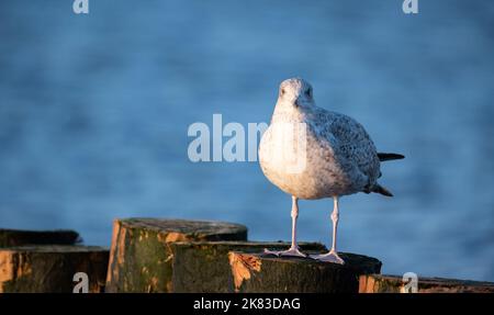 Gabbiano seduto su un frangiflutti di legno alla luce del sole tramontare. Gabbiano isolato su uno sfondo sfocato. Vista sul mare. Foto Stock