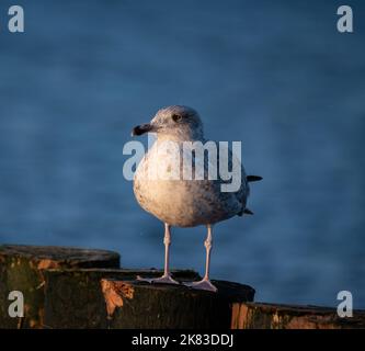 Gabbiano seduto su un frangiflutti di legno alla luce del sole tramontare. Gabbiano isolato su uno sfondo sfocato. Vista sul mare. Foto Stock