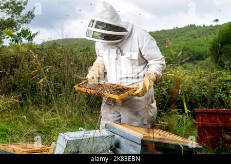 L'apicoltore controlla il nido d'ape dell'alveare Foto Stock