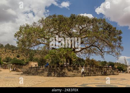 AXUM, ETIOPIA - 19 MARZO 2019: Da'ero Ela Fig Tree in Axum, Etiopia Foto Stock