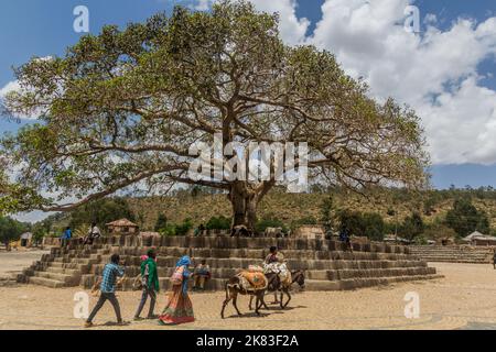 AXUM, ETIOPIA - 19 MARZO 2019: Da'ero Ela Fig Tree in Axum, Etiopia Foto Stock