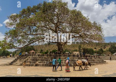 AXUM, ETIOPIA - 19 MARZO 2019: Da'ero Ela Fig Tree in Axum, Etiopia Foto Stock