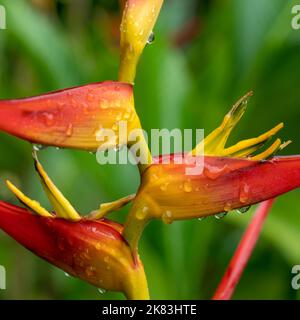 Vista in primo piano di rosso brillante arancio e giallo strelitzia uccello di paradiso fiore dopo la pioggia su sfondo naturale Foto Stock