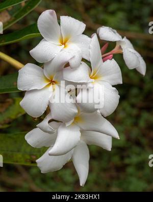 Primo piano di frangipani bianco delicato o plumeria cluster di fiori su sfondo naturale all'aperto in giardino Foto Stock