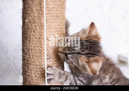 Gattino grigio giocando con gratta post closeup Foto Stock